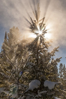 Images Dated 20th January 2014: USA, Wyoming, Yellowstone National Park. Sunburst through tree in winter. Credit as