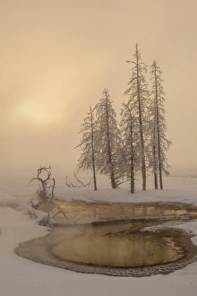 Images Dated 21st January 2014: USA, Wyoming, Yellowstone National Park. Foggy winter scenic
