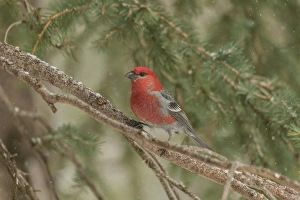 Images Dated 22nd January 2014: USA, Wyoming, Yellowstone National Park. Pine grosbeak bird in tree