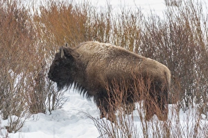 Images Dated 22nd January 2014: USA, Wyoming, Yellowstone National Park. Bison standing in snow