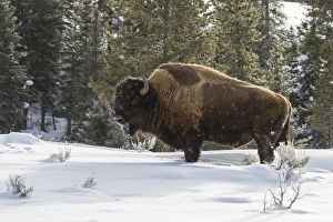 Images Dated 23rd January 2014: USA, Wyoming, Yellowstone National Park. Bison standing in snow