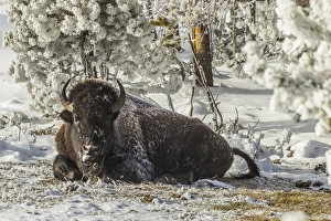 Images Dated 21st January 2014: USA, Wyoming, Yellowstone National Park. Bison resting on snowy ground. Credit as