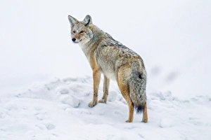 USA, Wyoming, Yellowstone National Park. Coyote on alert in snow