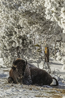 Images Dated 21st January 2014: USA, Wyoming, Yellowstone National Park. Lone bison resting on snowy ground. Credit as