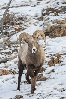 Images Dated 23rd January 2014: USA, Wyoming, Yellowstone National Park. Bighorn sheep standing in snow. Credit as