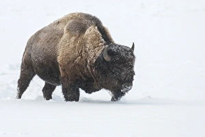 Images Dated 22nd January 2014: USA, Wyoming, Yellowstone National Park. Bison walking in snow