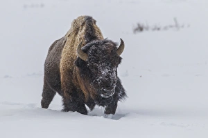 Images Dated 22nd January 2014: USA, Wyoming, Yellowstone National Park. Bison walking in snow
