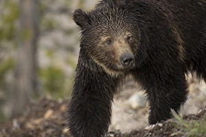 Wyoming Prints: USA, Wyoming, Yellowstone National Park. Close-up of grizzly bear