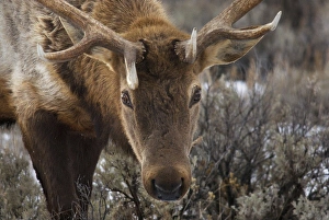 Images Dated 18th February 2010: USA, Wyoming, Yellowstone National Park. Close-up of bull elk