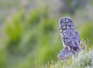 Images Dated 27th June 2009: USA, Wyoming, Yellowstone National Park, Great Gray Owl hunting from rock
