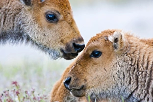 Images Dated 13th June 2010: USA, Wyoming, Yellowstone National Park, Bison calves greeting each other