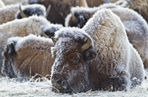 Images Dated 8th February 2012: USA, Wyoming, Yellowstone National Park, Frost covered Bison herd in geyser basin