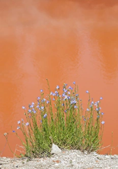 Images Dated 8th July 2013: USA, Wyoming, Yellowstone National Park, Harebell flowers blooming beside Tomato