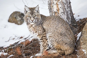 Images Dated 2nd February 2014: USA, Wyoming, Yellowstone National Park, Bobcat sitting under tree