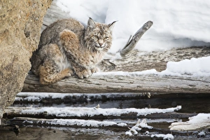 USA, Wyoming, Yellowstone National Park, Bobcat on log along Madison River