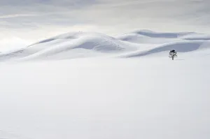 USA, Wyoming, Yellowstone National Park, winter, lone tree