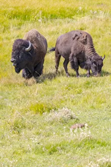 Images Dated 15th August 2018: USA, Wyoming, Yellowstone National Park. Two buffalo in grassy field
