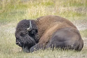 Images Dated 2018 August: USA, Wyoming, Yellowstone National Park. Resting buffalo close-up