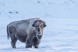 Images Dated 16th January 2018: USA, Wyoming, Yellowstone National Park. Frosty bison in winter