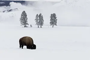 Images Dated 23rd January 2013: USA, Wyoming, Yellowstone National Park. American bison (Bos bison) bull foraging