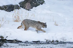 USA, Wyoming, Yellowstone National Park, Madison River, bobcat (Lynx rufus)