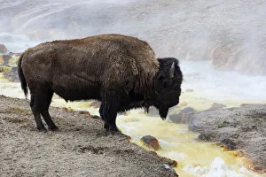 Images Dated 27th April 2009: USA, Wyoming, Yellowstone National Park, Midway Geyser Basin