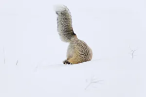 Images Dated 17th February 2016: USA, Wyoming, Yellowstone National Park. A red fox (Vulpes vulpes) is headfirst in
