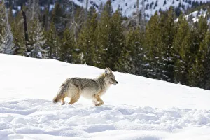 Images Dated 23rd January 2013: USA, Wyoming, Yellowstone National Park. A coyote (Canis latrans) moving through