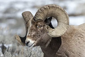 Images Dated 21st February 2016: USA, Wyoming, Yellowstone National Park. Headshot of a bighorn sheep (Ovis canadensis)