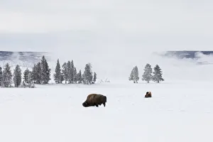 Images Dated 23rd January 2013: USA, Wyoming, Yellowstone National Park. American bison (Bos bison) struggling to