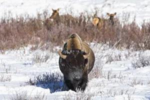 Prints of USA, Wyoming, Yellowstone National Park. A male bison pauses from eating grass while two female elk browse in the willows Images Dated 2016 December: USA, Wyoming, Yellowstone National Park. A male bison pauses from eating grass while