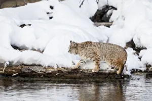 Usa, Wyoming, Yellowstone National Park. Bobcat hovers alongside the Madison River