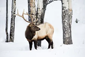 Images Dated 25th January 2013: USA, Wyoming, Yellowstone National Park