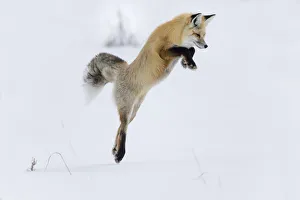 Images Dated 17th February 2016: USA, Wyoming, Yellowstone National Park. A red fox (Vulpes vulpes) leaping to break
