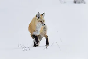 Images Dated 17th February 2016: USA, Wyoming, Yellowstone National Park. A red fox (Vulpes vulpes) listening for
