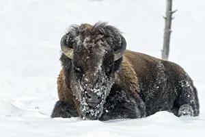 Images Dated 28th January 2017: USA, Wyoming, Yellowstone National Park