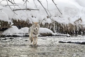 USA, Wyoming, Yellowstone National Park, Madison River