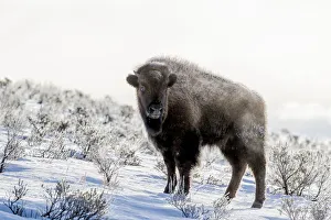 Images Dated 22nd February 2017: USA, Wyoming, Yellowstone National Park. American bison (Bos bison) standing in
