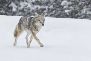 USA, Wyoming, Yellowstone National Park. A coyote (Canis latrans) trots along