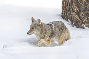 Images Dated 3rd February 2017: USA, Wyoming, Yellowstone National Park. A coyote (Canis latrans) working its way
