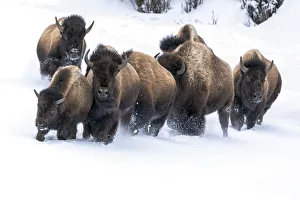 Images Dated 3rd March 2018: USA, Wyoming, Yellowstone National Park. American bison (Bos bison) beginning to