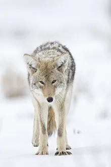 Images Dated 17th March 2018: USA, Wyoming, Yellowstone National Park. Portrait of a coyote in the sage and snow