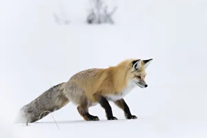 Images Dated 17th February 2016: Usa, Wyoming, Yellowstone National Park. Red fox, having heard a rodent under