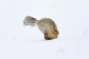 Images Dated 17th February 2016: Usa, Wyoming, Yellowstone National Park. Red fox is headfirst in the snow to get a rodent