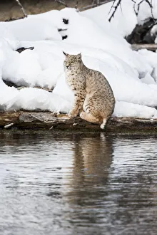 Usa, Wyoming, Yellowstone National Park. Bobcat hovers alongside the Madison River