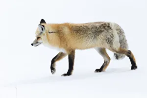 Images Dated 17th February 2016: Usa, Wyoming, Yellowstone National Park. Red fox walking on top of the crusted snow