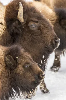 Images Dated 14th January 2018: USA, Wyoming, Yellowstone National Park. Bison cow and calf in winter. Credit as