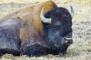 Images Dated 23rd September 2017: USA, Wyoming, Yellowstone National Park. Bison along Fountain Flat Drive