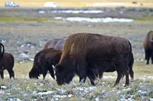 Images Dated 23rd September 2017: USA, Wyoming, Yellowstone National Park. Bison along Fountain Flat Drive