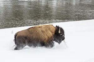 Images Dated 14th January 2018: USA, Wyoming, Yellowstone National Park. Bison and Firehole River in winter. Credit as